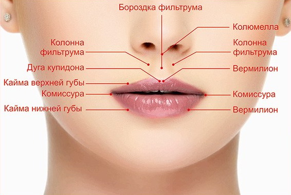 Пластика лица — Хейлопластика (пластика губ) — Пластическая хирургия